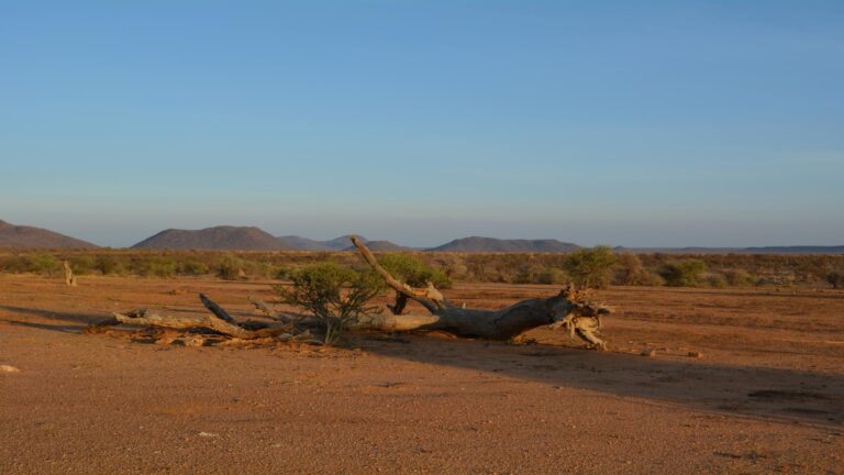 Log in bushveld