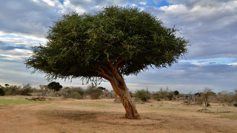 Shepards tree in the bushveld