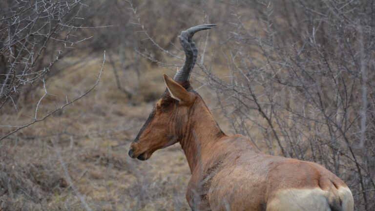 Waterbuck in bushveld