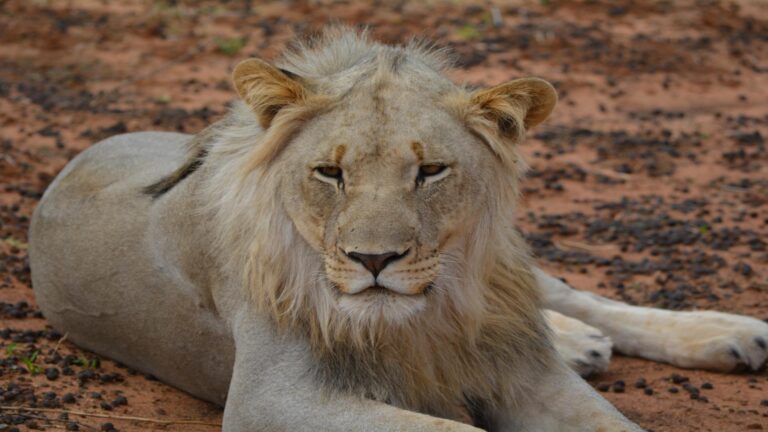 lion in the bushveld